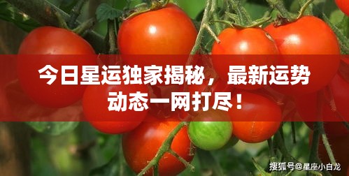 今日星運(yùn)獨(dú)家揭秘，最新運(yùn)勢動態(tài)一網(wǎng)打盡！