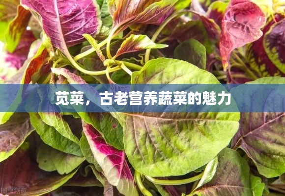 莧菜，古老營養(yǎng)蔬菜的魅力