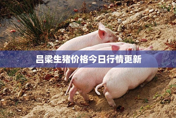 呂梁生豬價(jià)格今日行情更新