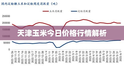 天津玉米今日價格行情解析