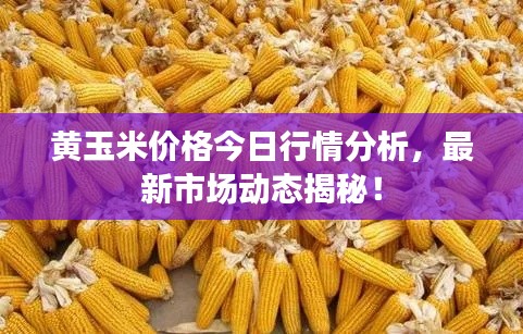 黃玉米價格今日行情分析，最新市場動態(tài)揭秘！