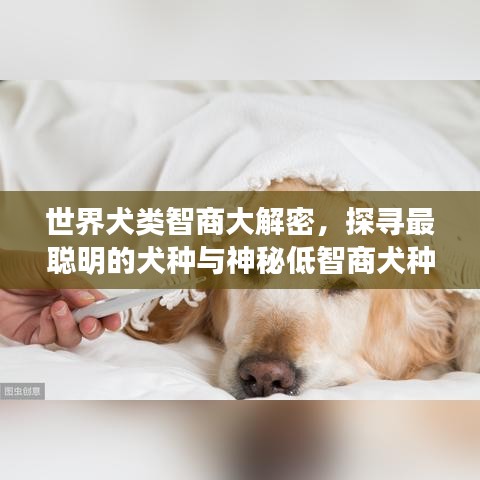 世界犬類智商大解密，探尋最聰明的犬種與神秘低智商犬種之謎！