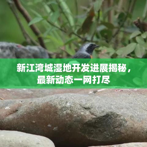 新江灣城濕地開發(fā)進展揭秘，最新動態(tài)一網(wǎng)打盡