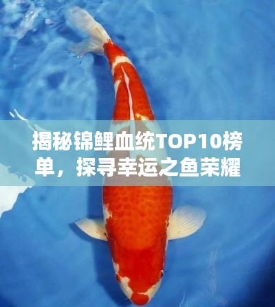 揭秘錦鯉血統(tǒng)TOP10榜單，探尋幸運(yùn)之魚榮耀上榜的奧秘！