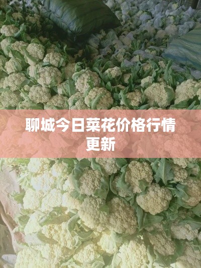 聊城今日菜花價(jià)格行情更新