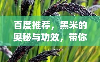 百度推薦，黑米的奧秘與功效，帶你探索黑米的世界！