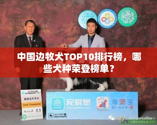 中國邊牧犬TOP10排行榜，哪些犬種榮登榜單？