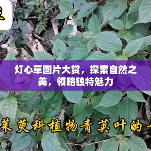 燈心草圖片大賞，探索自然之美，領略獨特魅力
