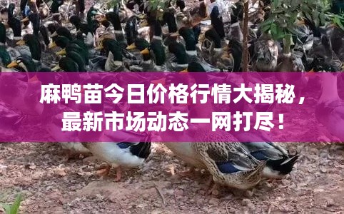 麻鴨苗今日價格行情大揭秘，最新市場動態(tài)一網(wǎng)打盡！