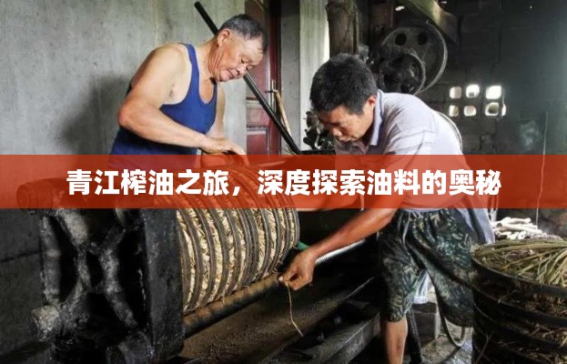 青江榨油之旅，深度探索油料的奧秘