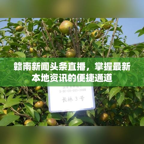 贛南新聞?lì)^條直播，掌握最新本地資訊的便捷通道