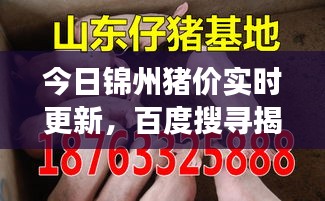 今日錦州豬價(jià)實(shí)時(shí)更新，百度搜尋揭示最新市場動(dòng)態(tài)
