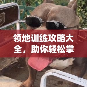 領(lǐng)地訓(xùn)練攻略大全，助你輕松掌握最新訓(xùn)練技巧！