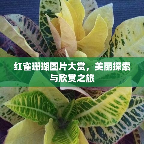 紅雀珊瑚圖片大賞，美麗探索與欣賞之旅