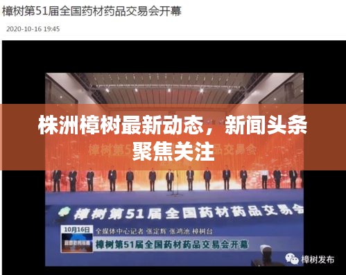 株洲樟樹最新動態(tài)，新聞頭條聚焦關(guān)注