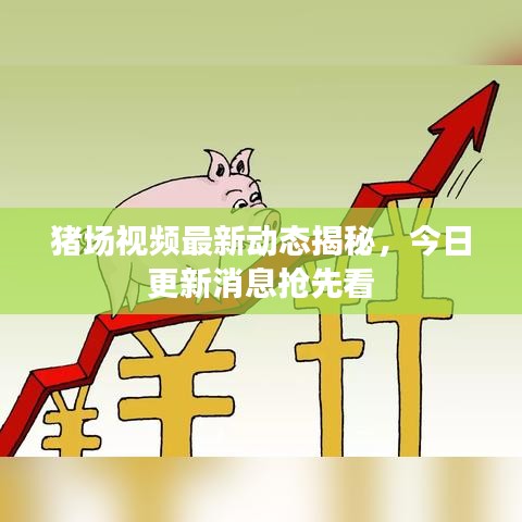 豬場(chǎng)視頻最新動(dòng)態(tài)揭秘，今日更新消息搶先看