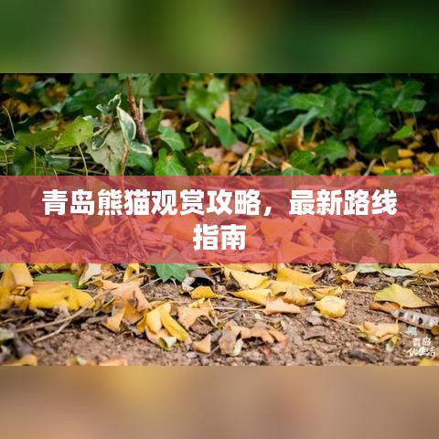 青島熊貓觀賞攻略，最新路線指南