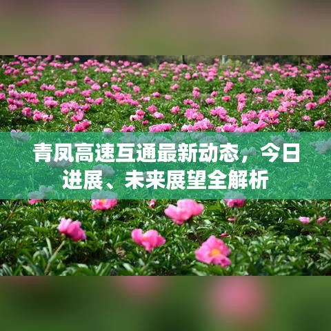 青鳳高速互通最新動態(tài)，今日進展、未來展望全解析