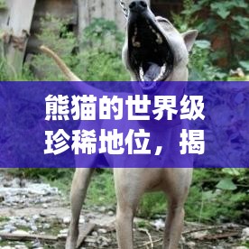 熊貓的世界級珍稀地位，揭秘全球稀有排名榜單