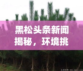 黑松頭條新聞揭秘，環(huán)境挑戰(zhàn)背后的故事