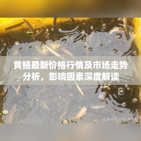 黃鱔最新價(jià)格行情及市場走勢分析，影響因素深度解讀