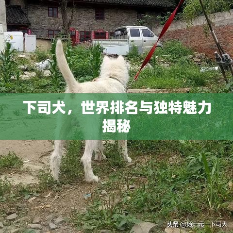 下司犬，世界排名與獨(dú)特魅力揭秘
