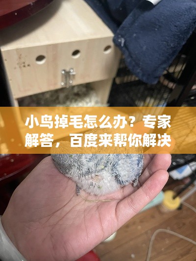 小鳥掉毛怎么辦？專家解答，百度來(lái)幫你解決疑惑！