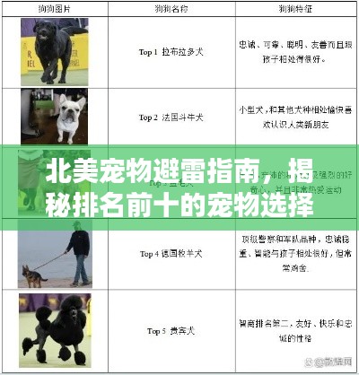 北美寵物避雷指南，揭秘排名前十的寵物選擇