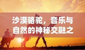 沙漠駱駝，音樂與自然的神秘交融之旅