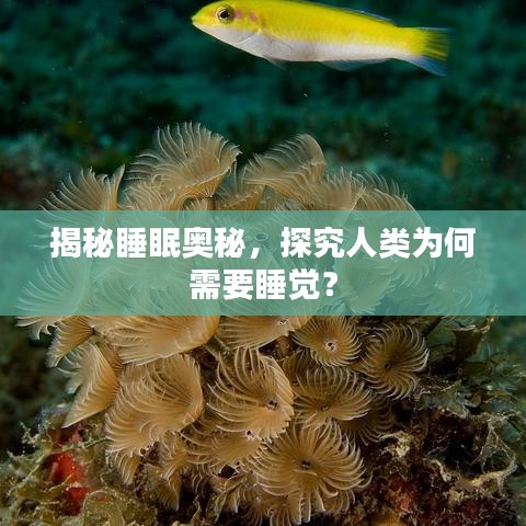 揭秘睡眠奧秘，探究人類為何需要睡覺(jué)？