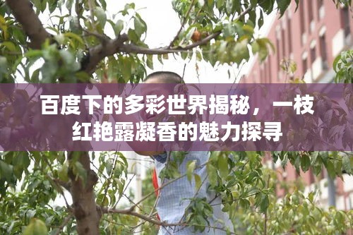 百度下的多彩世界揭秘，一枝紅艷露凝香的魅力探尋