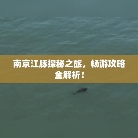 南京江豚探秘之旅，暢游攻略全解析！