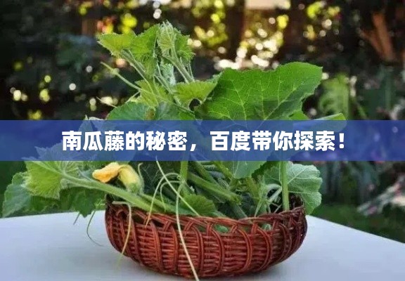 南瓜藤的秘密，百度帶你探索！