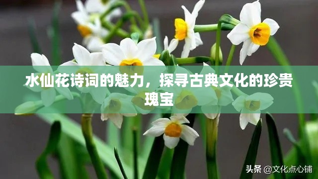 水仙花詩詞的魅力，探尋古典文化的珍貴瑰寶
