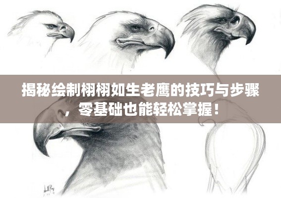 揭秘繪制栩栩如生老鷹的技巧與步驟，零基礎(chǔ)也能輕松掌握！