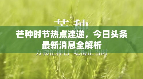芒種時節(jié)熱點速遞，今日頭條最新消息全解析