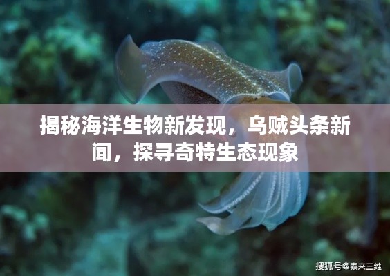 揭秘海洋生物新發(fā)現(xiàn)，烏賊頭條新聞，探尋奇特生態(tài)現(xiàn)象