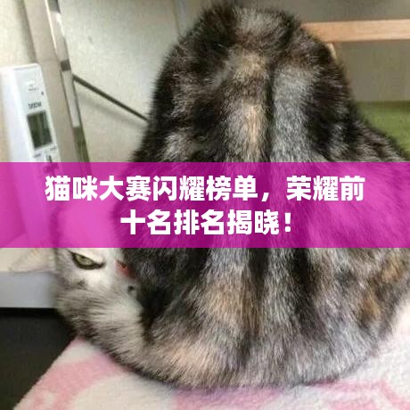 貓咪大賽閃耀榜單，榮耀前十名排名揭曉！