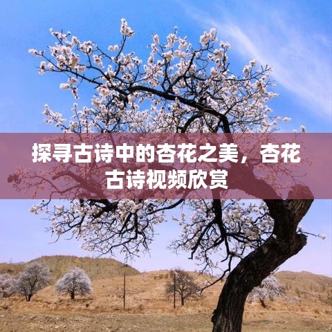 探尋古詩中的杏花之美，杏花古詩視頻欣賞