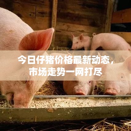 今日仔豬價格最新動態(tài)，市場走勢一網(wǎng)打盡