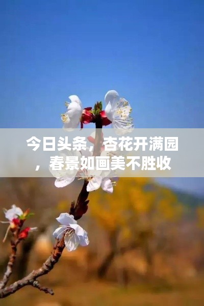 今日頭條，杏花開滿園，春景如畫美不勝收