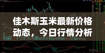 佳木斯玉米最新價格動態(tài)，今日行情分析與市場趨勢解讀