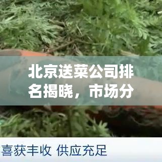 北京送菜公司排名揭曉，市場分析與趨勢解讀