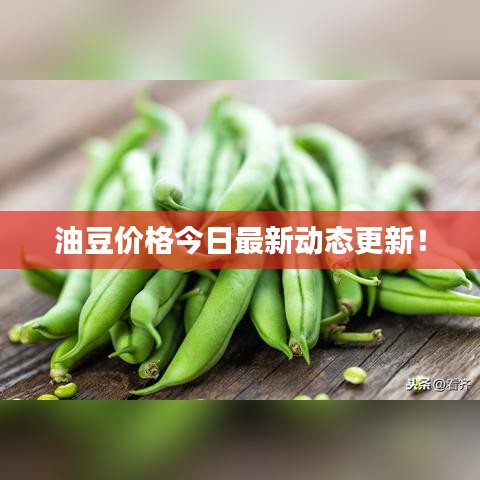 油豆價(jià)格今日最新動(dòng)態(tài)更新！