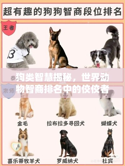 狗類智慧揭秘，世界動(dòng)物智商排名中的佼佼者