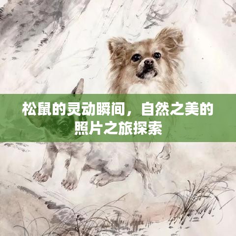 松鼠的靈動(dòng)瞬間，自然之美的照片之旅探索