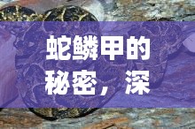 蛇鱗甲的秘密，深入探索與直觀展示揭秘