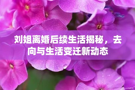 劉姐離婚后續(xù)生活揭秘，去向與生活變遷新動態(tài)
