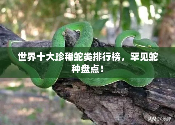 世界十大珍稀蛇類排行榜，罕見蛇種盤點(diǎn)！
