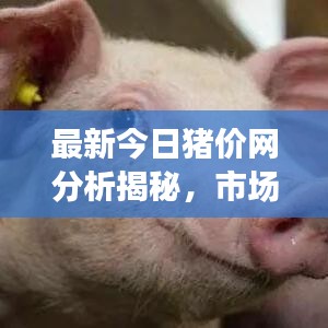 最新今日豬價網(wǎng)分析揭秘，市場動態(tài)一目了然